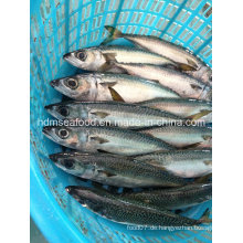 W / R frisch gefrorene Meeresfrüchte Mackerel Fisch